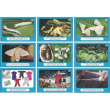 ערכת תמונות טוואי המשי