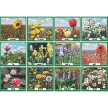 ערכת תמונות פרחי אביב וקיץ