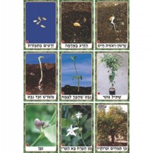ערכת תמונות מחזור חיי הצמח